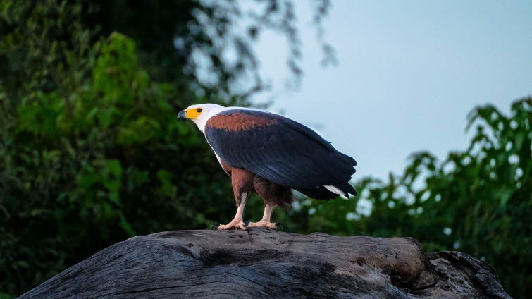Der afrikanische Fischadler ist eine Art der Gattung Haliaeetus (Seeadler). Sein engster Verwandter scheint der vom Aussterben bedrohte Madagaskar-Fischadler (H. vociferoides) zu sein. Wie alle Seeadlerartenpaare besteht diese aus einer weikpfigen Art (