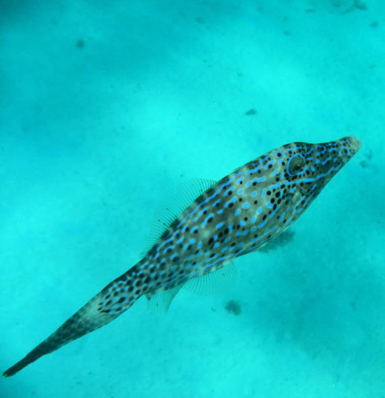 Schrift-Feilenfisch: Er wird bis zu 1,10 Meter lang. Er ist der gr��te aller Feilenfische. Seine Haut ist olivbraun bis grau gef�rbt. Er hat viele blaue Linien und kleine schwarze Punkte. Lebensraum: Er lebt in tropischen Meeren auf der ganzen Welt. Man f