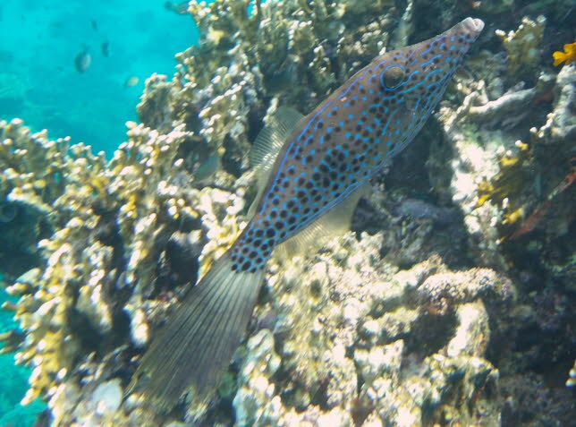 Schriftfeilenfisch Scribbled filefish: Gekritzelte Feilenfische sind Meerestiere, die fr ihre Fhigkeit bekannt sind, ihre Farbe schnell an die Umgebung anzupassen, in der sie sich befindenGekritzelte Feilenfische sind Meerestiere, die fr ihre FhigkeitH