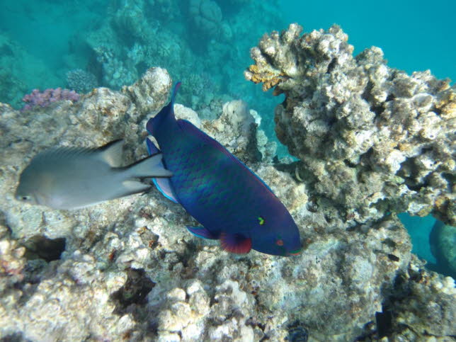 Schwarzer Papageifisch Black parrotfish 