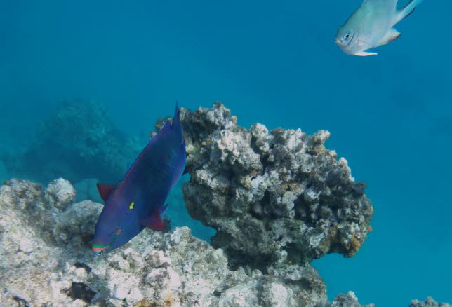 Schwarzer Papageifisch Black parrotfish 
