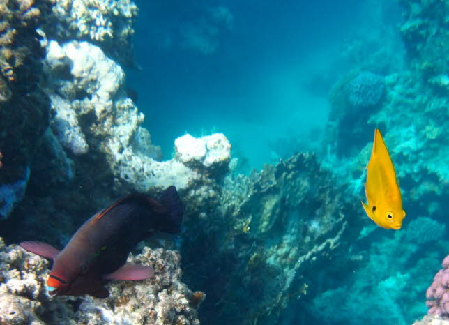 Schwarzer Papageifisch Black parrotfish