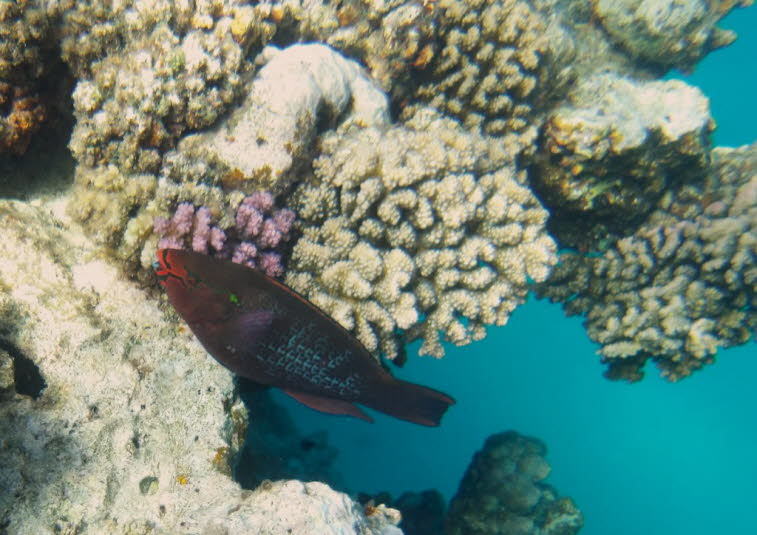Schwarzer Papageifisch Black parrotfish