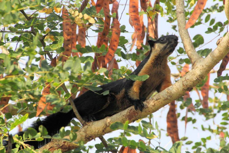 Schwarzes Riesenh�rnchen (Ratufa bicolor), auch bekannt als Malaiisches Riesenh�rnchen weltgr��tes H�rnchen