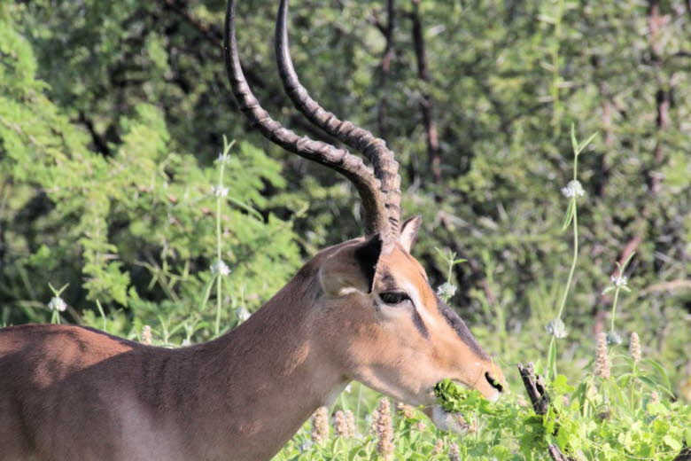 Schwarznasenimpala