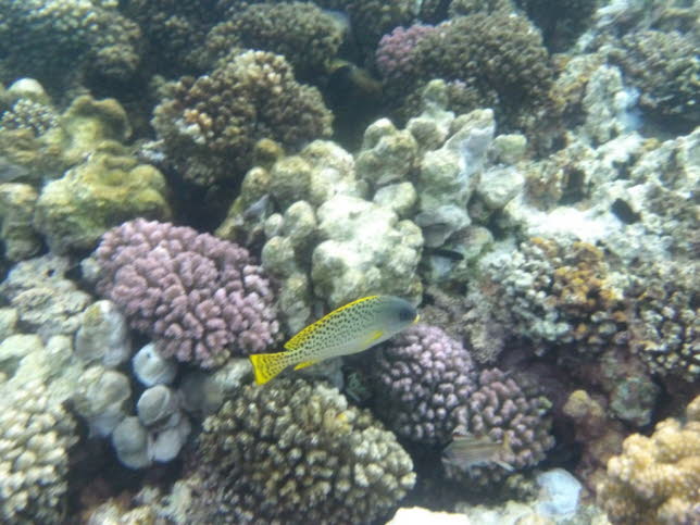 Schwarztupfen-Slippe:  Beschreibung: Auch bekannt als Black-and-White Sweetlips, Black Picus Dogfish, Black Picus Sweetlips, Black-spotted Sweetlips, Dogface Sweetlips, Dotted Sweetlip, Elster Sweetlips, Maple Sweetlips, Oriental Sweetlips, Painted Swee
