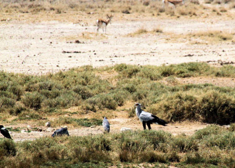 Sekret�vogel mit Springbock : Der Sekret�rvogel (Sagittarius serpentarius) ist ein gro�er, langbeiniger Greifvogel, der in den afrikanischen Savannen und Graslandschaften s�dlich der Sahara lebt. 