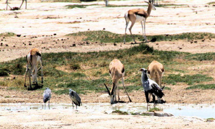 Aussehen: Er hat ein grau-wei�es Gefieder, schwarze Oberschenkelbeine (die an Reithosen erinnern), einen Adler-�hnlichen Kopf und markante schwarze Federn am Hinterkopf. Lebensweise: Im Gegensatz zu den meisten anderen Greifv�geln jagt er fast ausschlie�l