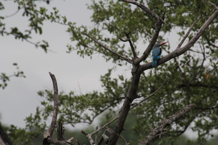 Der Mangrovenliest lebt in der stlichen Kapprovinz, sdlich bis zum Great Kei River und Great Fish River. Es erstreckt sich bis zu 150 Kilometer landeinwrts im Tal des Juba, entlang des Sambesi bis nach Sena in Mosambik und gelegentlich in den Kruger-Na
