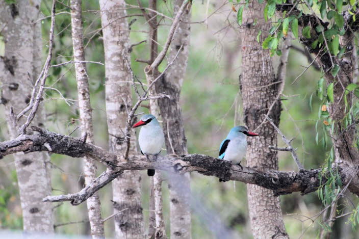 Der Mangrovenliest lebt in der stlichen Kapprovinz, sdlich bis zum Great Kei River und Great Fish River. Es erstreckt sich bis zu 150 Kilometer landeinwrts im Tal des Juba, entlang des Sambesi bis nach Sena in Mosambik und gelegentlich in den Kruger-Na
R