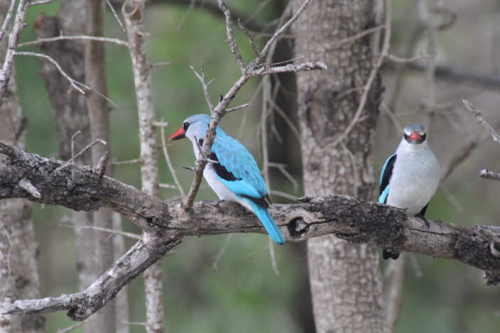 Senegalliest  Woodland kingfisher  Der etwa 22 cm groe Mangrovenliest lebt in den Kstengebieten im Osten Afrikas. Sein Verbreitungsgebiet reicht von Somalia in die stliche Kapprovinz.  Er  lebt in Wldern und offenem Land mit bewaldeten Flssen. Er i
i