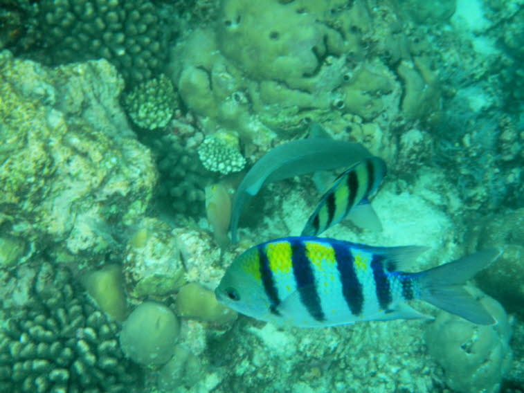 Sergeant Abudefduf vaigiensis