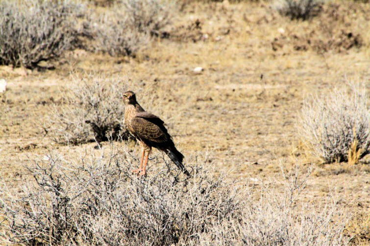 Silbersinghabicht (Melierax canorus, auch Bleeksingvalk genannt) Merkmale des Vogels: Gefieder: Braungraues bis braunes Oberseitengefieder mit heller Brustzeichnung.Beine: Auff�llig orange-rote bis r�tliche Beine und F��e. Lebensraum: Trockene Regionen, B