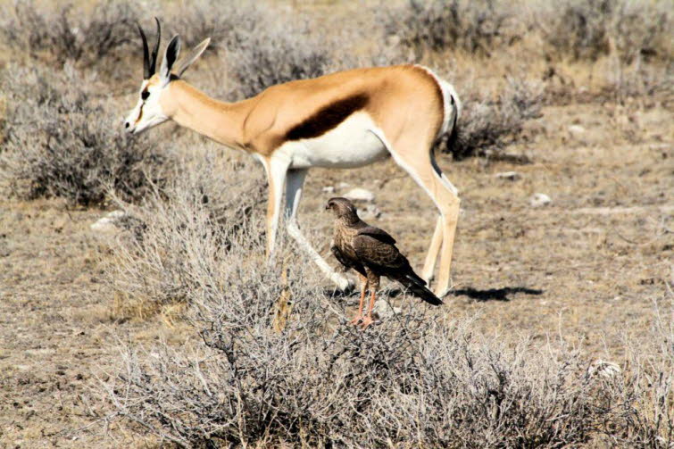 Silbersinghabicht (Melierax canorus, auch Bleeksingvalk genannt) Merkmale des Vogels: Gefieder: Braungraues bis braunes Oberseitengefieder mit heller Brustzeichnung.Beine: Auff�llig orange-rote bis r�tliche Beine und F��e. Lebensraum: Trockene Regionen, B