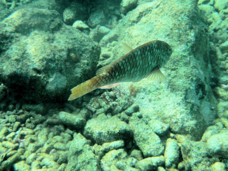 Sparisoma (Papageienfisch): Schuppenmuster: Der K�rper zeigt ein auff�lliges, netzartiges Muster auf den Schuppen. F�rbung: Das Tier ist br�unlich bis grau gef�rbt, was oft der unauff�lligen Initialphase dieser Fische entspricht. Flossen: Die Schwanz- und