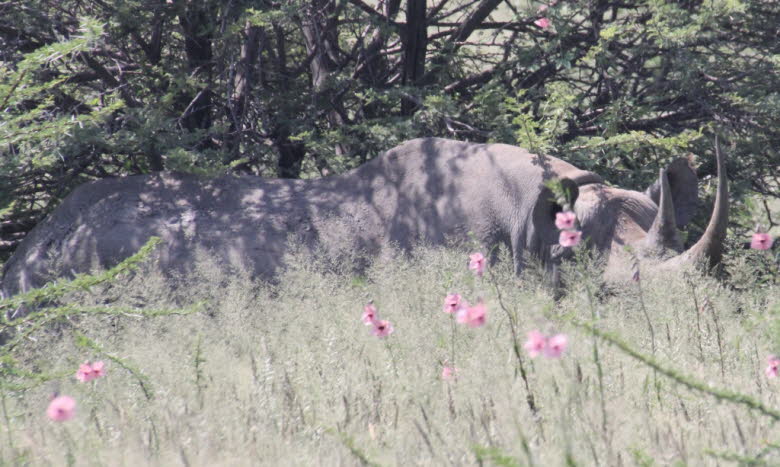 Spitzmaulnashorn