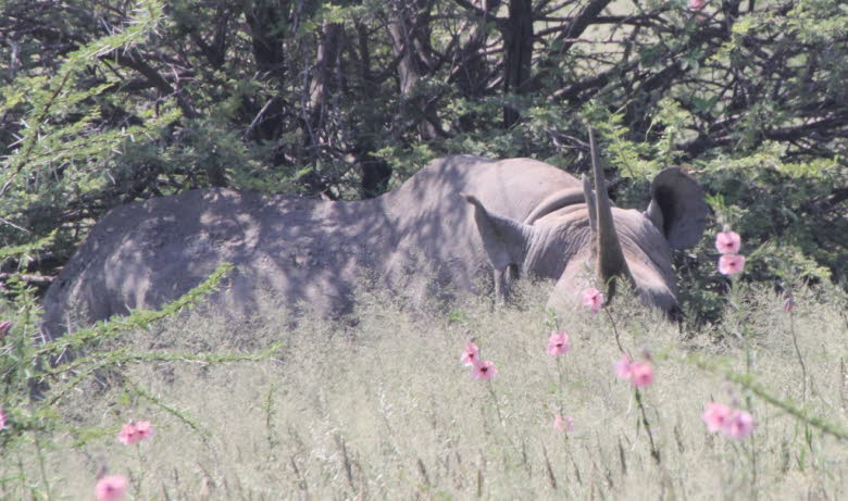 Spitzmaulnashorn