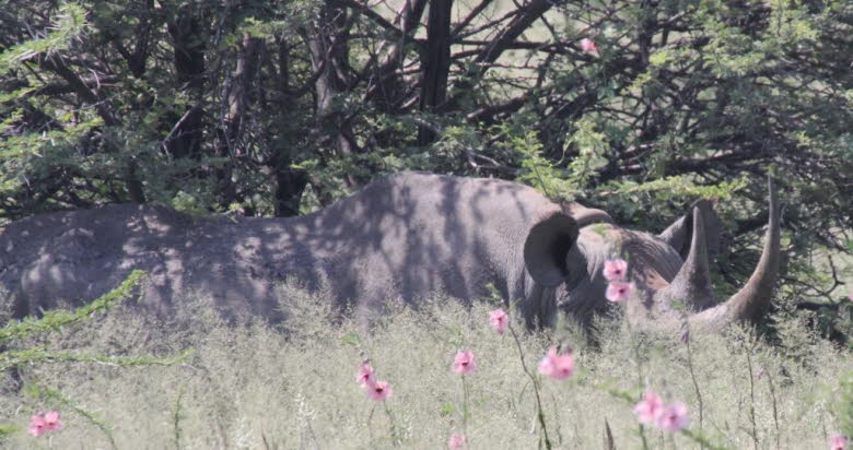 Spitzmaulnashorn