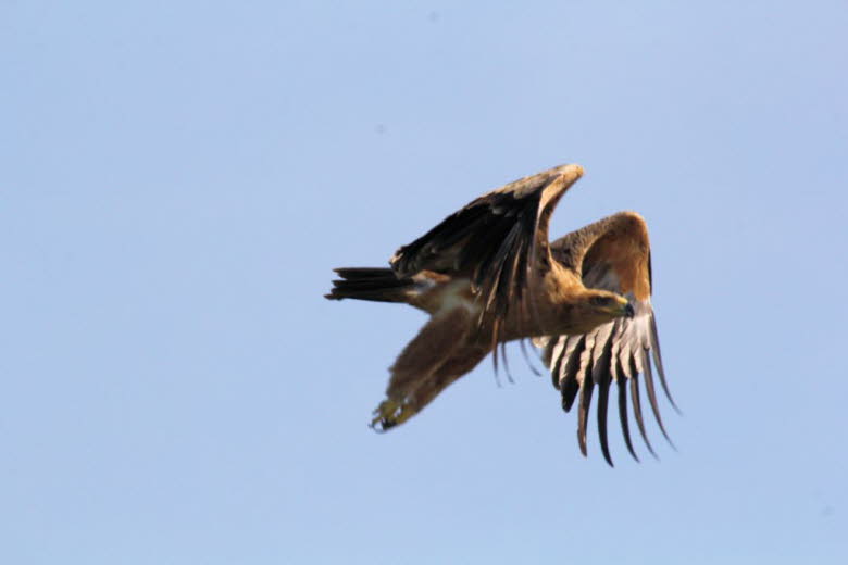 Steinadler