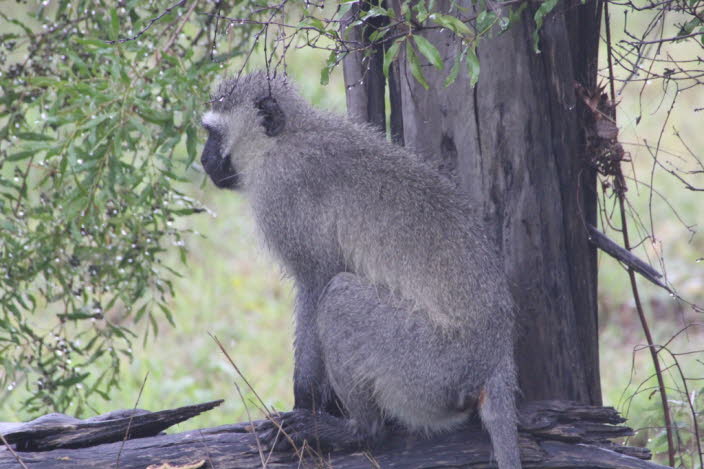 Steppenpavian: Pavian (Gattung Papio), eine von fnf Arten groer, robuster und hauptschlich Landaffen, die in trockenen Regionen Afrikas und Arabiens vorkommen. Mnnchen der grten Art, des Brenpavians (Papio ursinus), wiegen durchschnittlich etwa 30 
