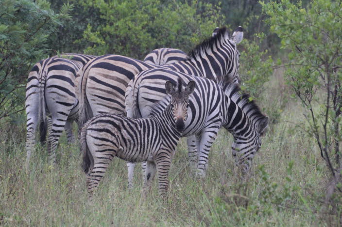 Steppenzebra