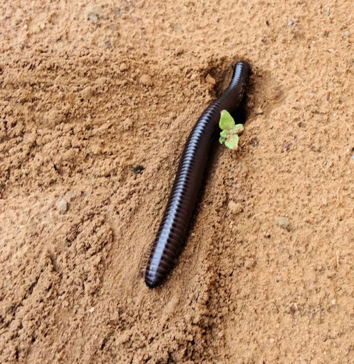 Tausendfler in Namibia
