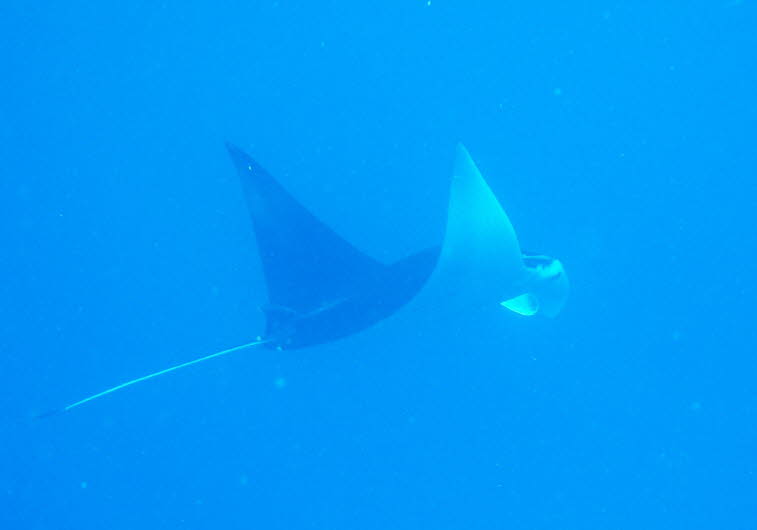 Teufelsrochen oder Mantarochen
