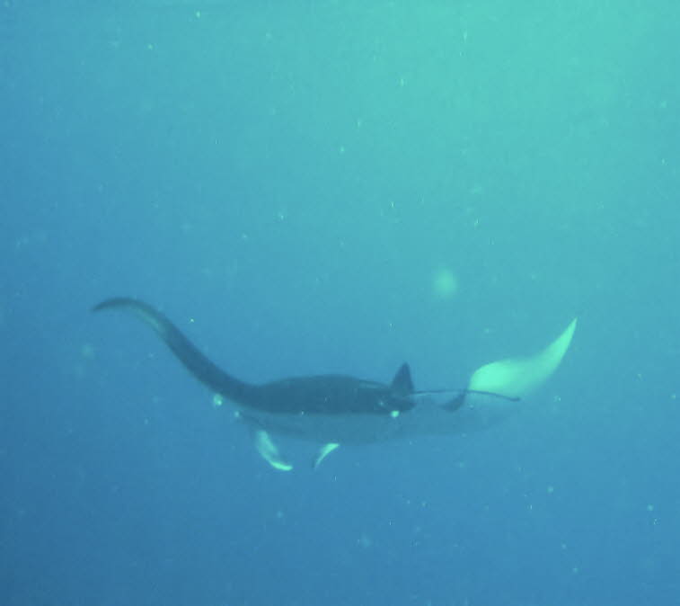 Teufelsrochen oder Mantarochen 