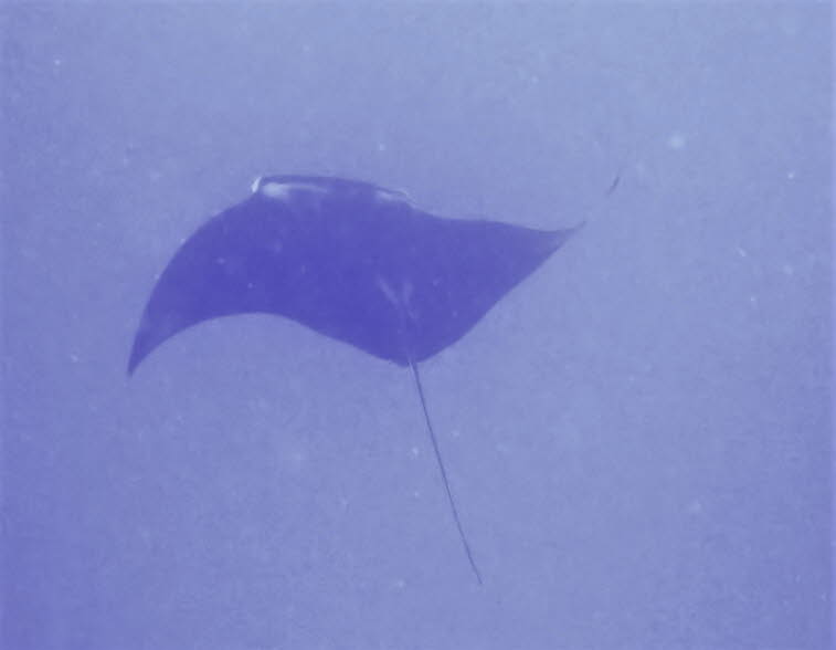 Teufelsrochen oder Mantarochen