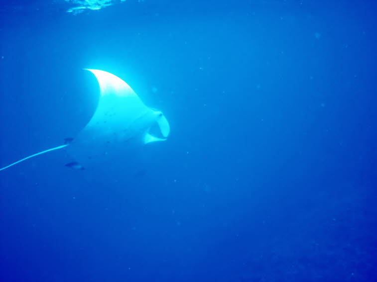 Teufelsrochen oder Mantarochen 