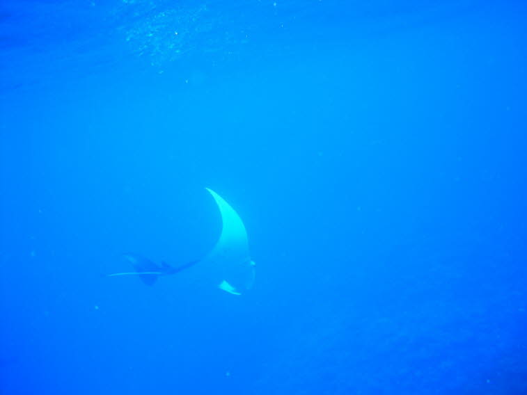 Teufelsrochen oder Mantarochen