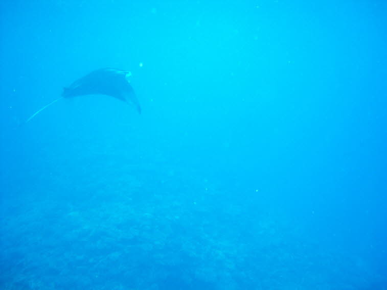 Teufelsrochen oder Mantarochen 
