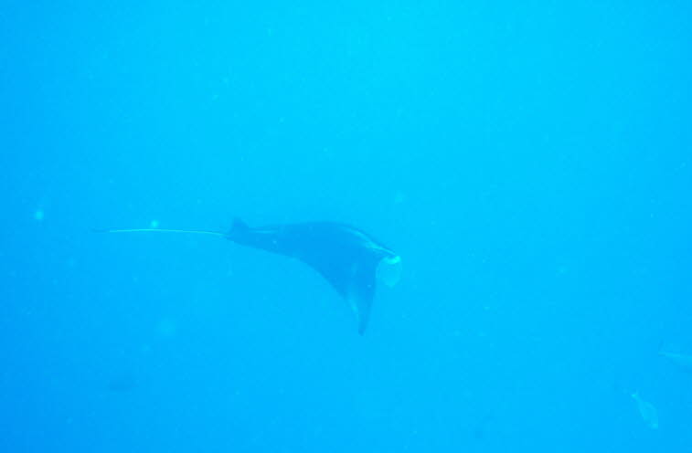 Teufelsrochen oder Mantarochen 
