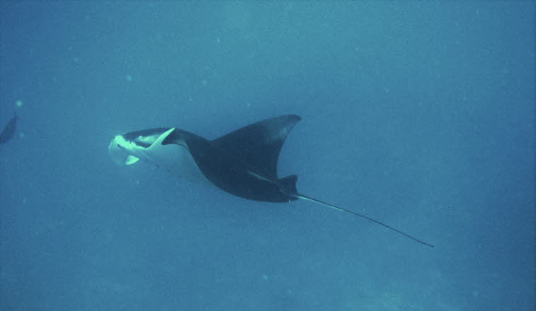 Teufelsrochen oder Mantarochen 