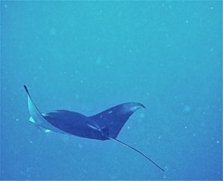 Teufelsrochen oder Mantarochen 