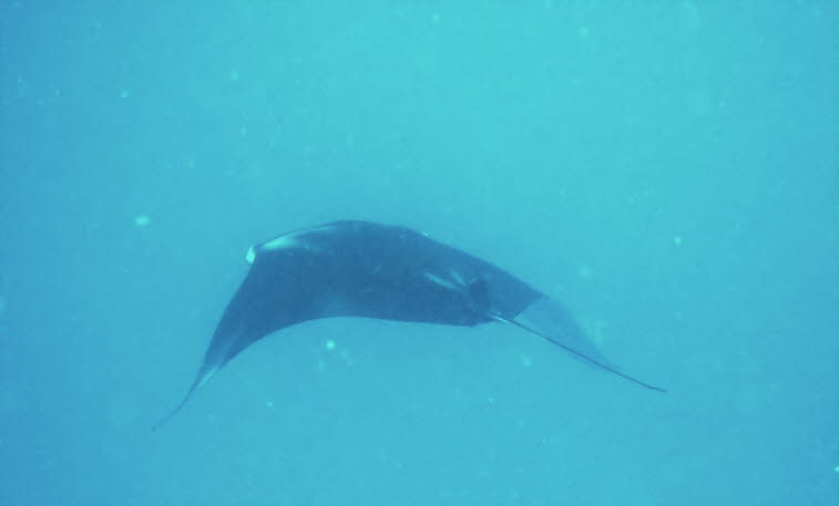 Teufelsrochen oder Mantarochen 