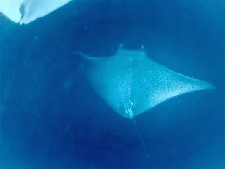 Teufelsrochen oder Mantarochen Manta birostris