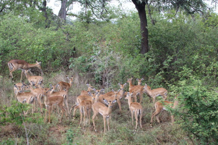 Thomson Gazelle