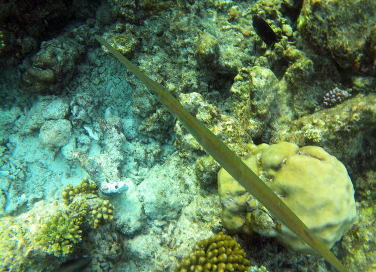 Trompetenfisch Aulostomus chinensis Trompetenfisch: Aussehen: Der K�rper ist lang, r�hrenf�rmig und schlank mit einem charakteristischen, rohrartigen Maul.Tarnung: Trompetenfische passen ihre Farbe oft an die Umgebung an und stehen im Wasser h�ufig regung