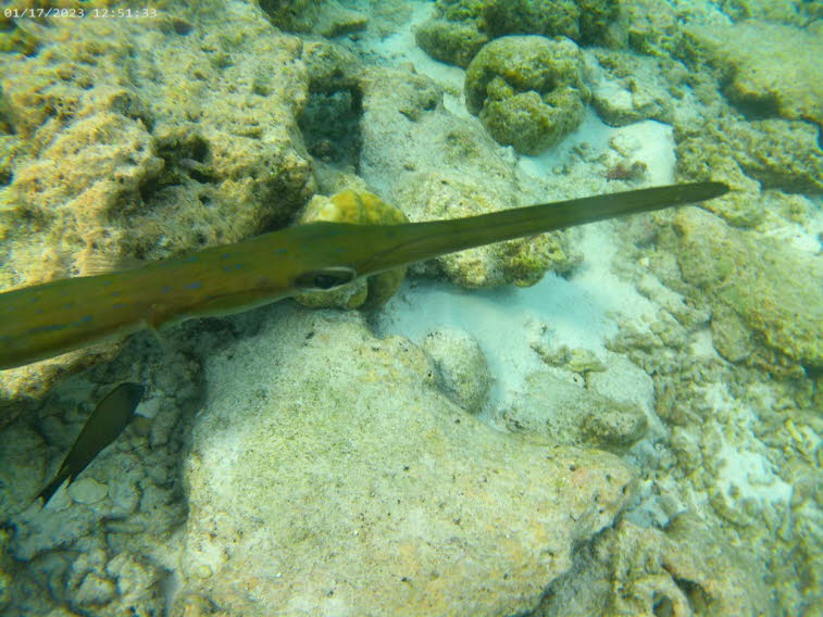 Trompetenfisch Aulostomus chinensis Trompetenfisch: Aussehen: Der K�rper ist lang, r�hrenf�rmig und schlank mit einem charakteristischen, rohrartigen Maul.Tarnung: Trompetenfische passen ihre Farbe oft an die Umgebung an und stehen im Wasser h�ufig regung
