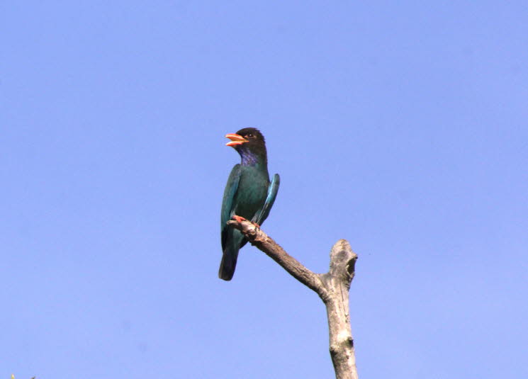 T�rkisracke (Eurystomus orientalis), auch bekannt als Dollarvogel 