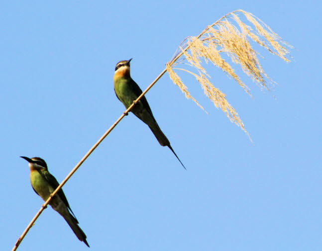 Der Madagaskarspint (Merops superciliosus) ist ein Vogel aus der Familie der Bienenfresser -Der Madagaskarspint (Merops superciliosus) ist ein Bienenfresser aus der Familie der Meropidae. Er ist in Subsahara-Afrika und Madagaskar anzutreffen.Er ist auch i