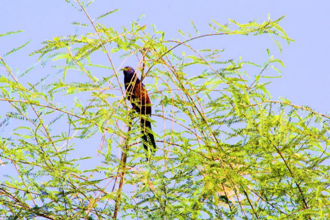 Tulukuckuck: Tulukuckuck: Der Tulukuckuck (Centropus toulou) gehrt zur Gattung der Spornkuckucke (Centropus). Er kommt in Madagaskar und Aldabra vor. Tulukuckucke haben eine Lnge von 40 bis 46 Zentimetern und wiegen bei Mnnern 117 bis 139 Gramm und bei}