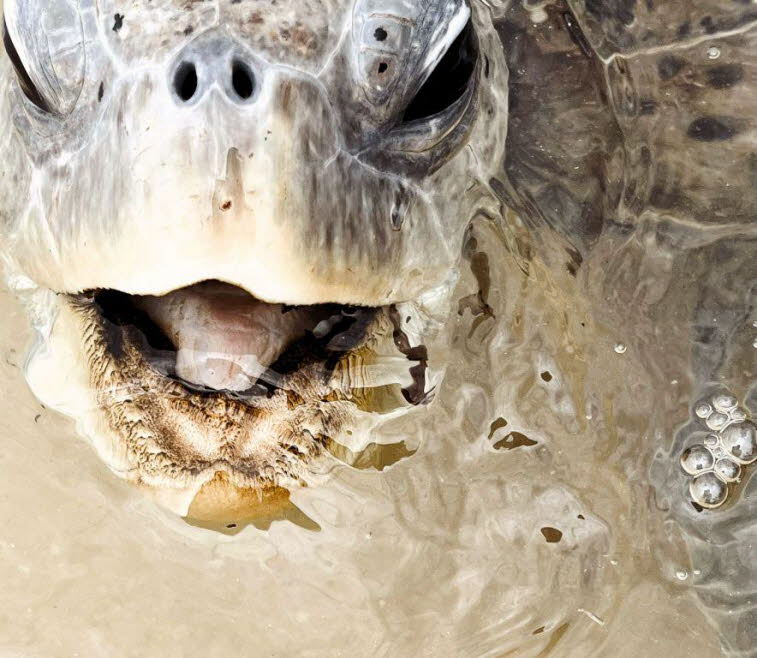 Vogelschnabel mit Panzer