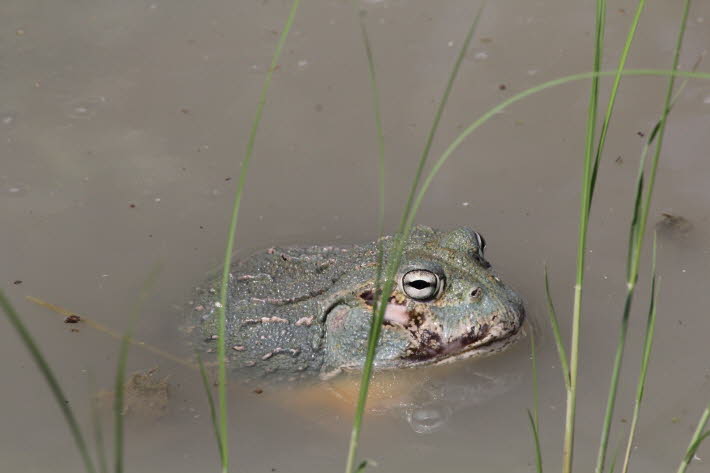 Wasserreservoirfrosch