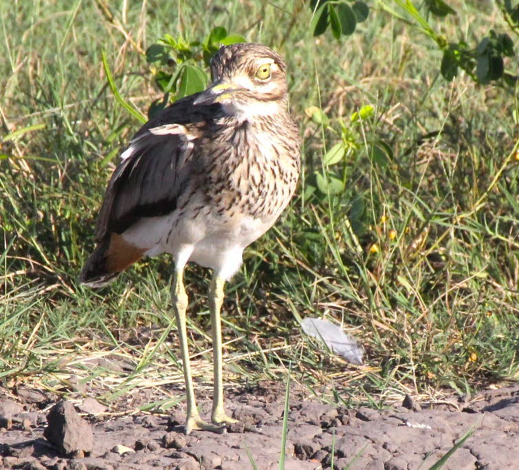 Wassertriel: Ein groer, kuppelkpfiger, regenpfeiferartiger Vogel mit groen, gelben Augen. Er ist berwiegend brunlich gefrbt und hat eine gruliche Flgeldecke, die oben von einem schmalen weien Streifen eingefasst ist. Dieser Dickknievogel entfernt