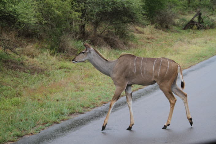 Weiblicher kleiner Kudu