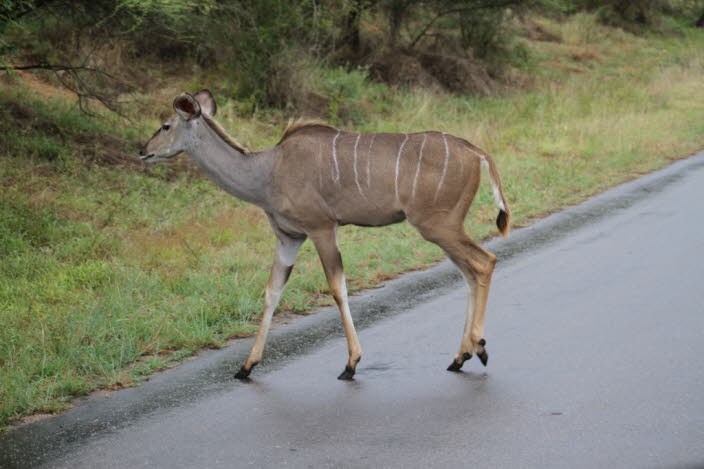 Weiblicher kleiber Kudu (2)