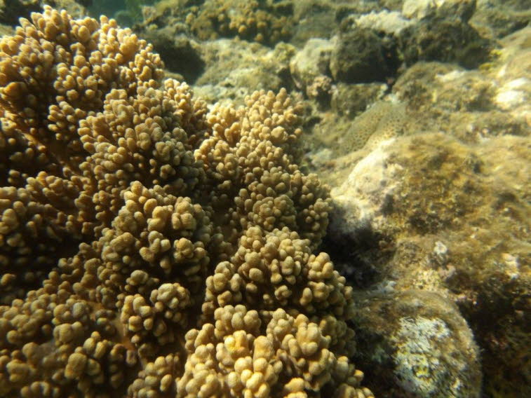 Weichkorallen (Alcyonacea): Das Wesen von Weichkorallen (Ordnung Alcyonacea) zeichnet sich biologisch durch folgende Kernmerkmale aus: Kein festes Kalkskelett: Im Gegensatz zu Steinkorallen bauen Weichkorallen kein massives �u�eres Skelett aus Calciumcarb