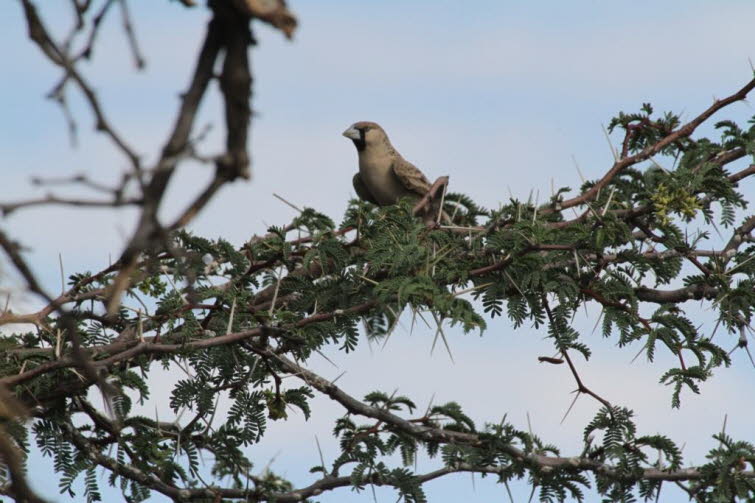 Wei�brauenweber  im Akazienbaum: Maskenweber (Ploceus velatus), der an seinem kugelartigen H�ngennest baut.Die M�nnchen sind f�r den Nestbau zust�ndig und weben die Nester kunstvoll aus Gr�sern und Bl�ttern. Pr�fung: Das Weibchen begutachtet das fertige N